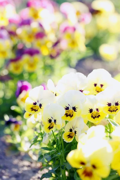 Pansies. — Fotografia de Stock