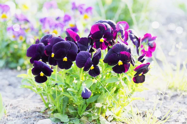 Pengecut ungu — Stok Foto