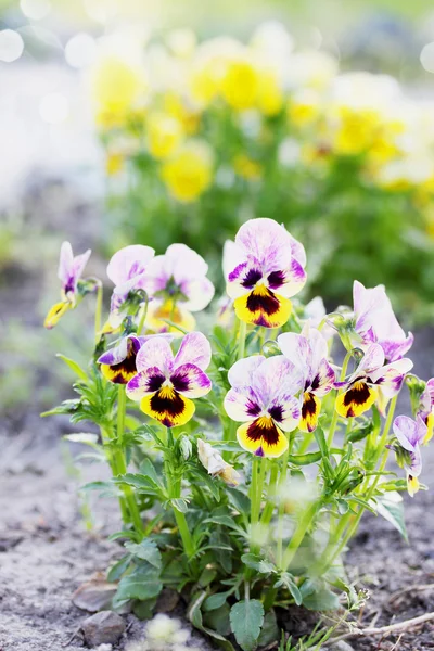 布什三色紫罗兰在花园里 — 图库照片