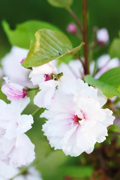 Sakura — Foto Stock