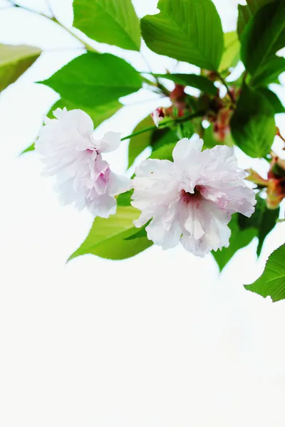 Japonská sakura — Stock fotografie