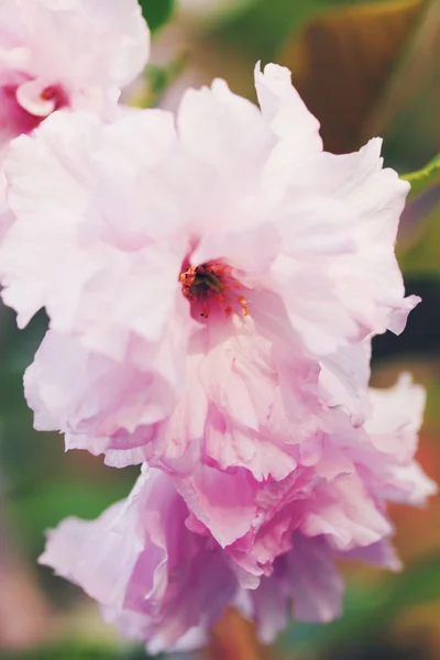 Japanese blooming sakura — Stock Photo, Image