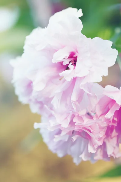 Cereja rosa japonesa — Fotografia de Stock