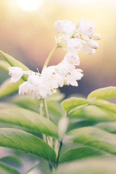 Bílý květ — Stock fotografie