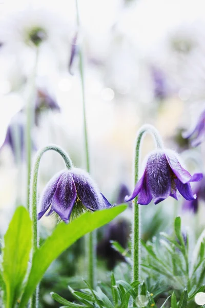 Violetti kukka puutarhassa — kuvapankkivalokuva