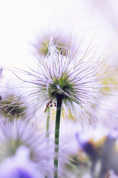 Fleur pourpre — Photo