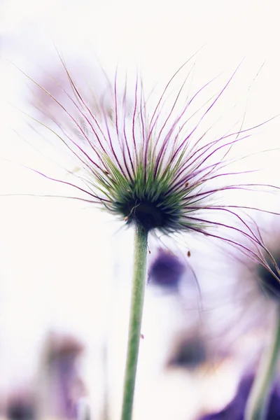 Flower hellebore — Stock Photo, Image