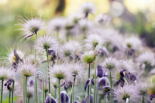 Pluizig bloemen — Stockfoto