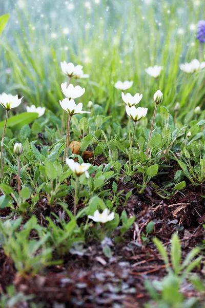 Kleine weiße Blüten — Stockfoto