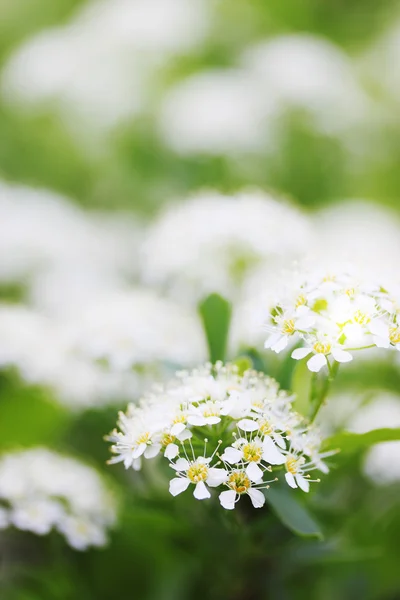 Shrub spirea — Stock Photo, Image