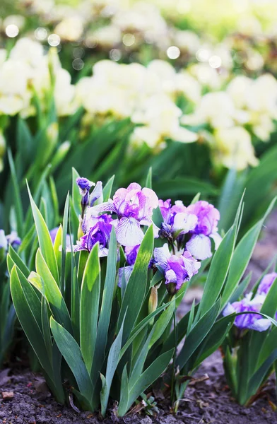Shrub fragrant purple iris — Stock Photo, Image