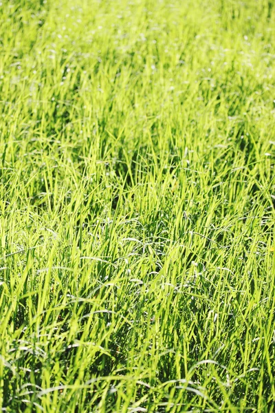 The grass — Stock Photo, Image