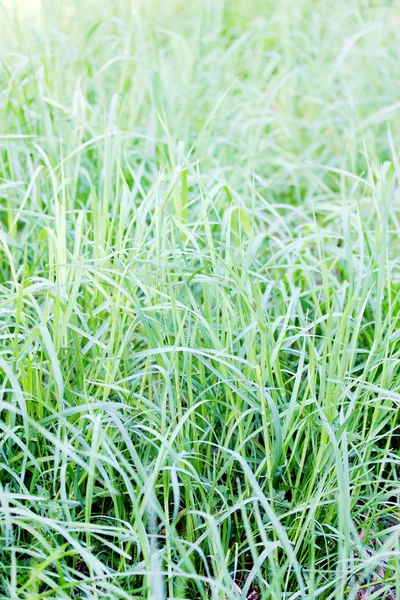 봄 녹색 — 스톡 사진
