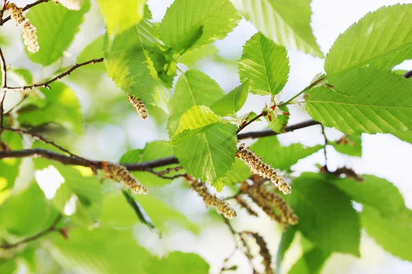 Wiosna liści na olcha — Zdjęcie stockowe