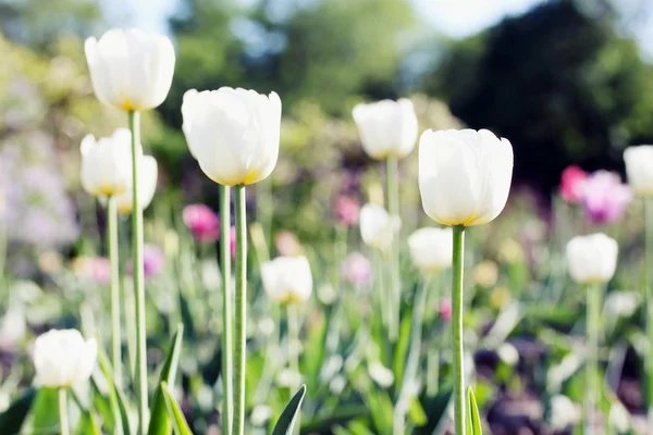 Tulip putih — Stok Foto