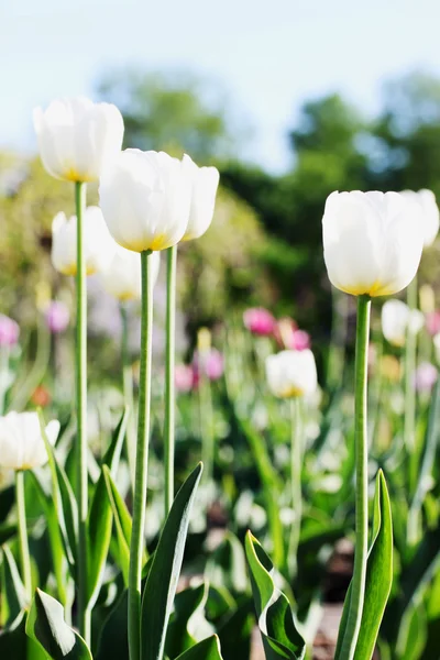 Mooie witte tulpen — Stockfoto