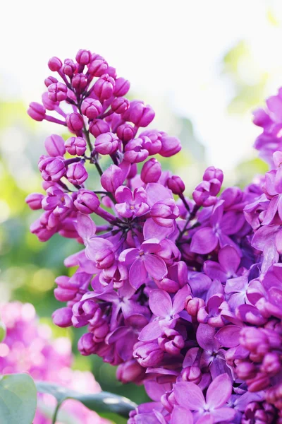 Branche florissante de lilas — Photo