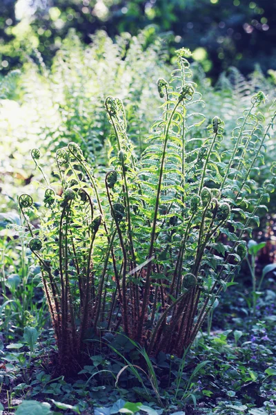 Arbusto de helecho — Foto de Stock