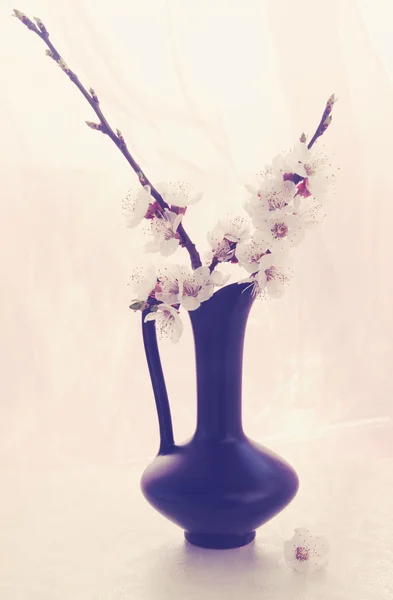Rama floreciente albaricoque, teñido —  Fotos de Stock
