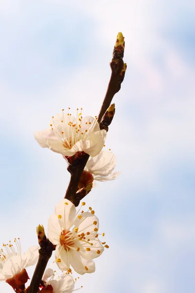 咲くアプリコット — ストック写真