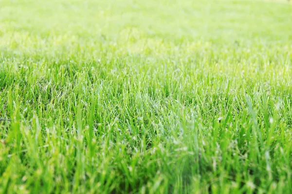 전단된 잔디 — 스톡 사진
