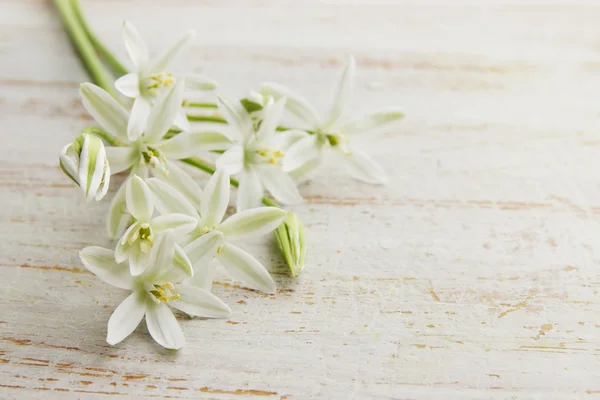 Flores blancas —  Fotos de Stock