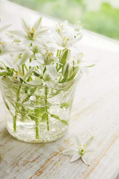 Lys blancs dans un vase — Photo