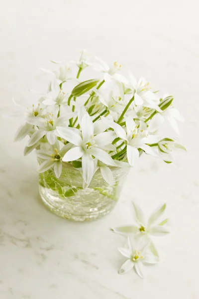 Pequenas flores de primavera — Fotografia de Stock