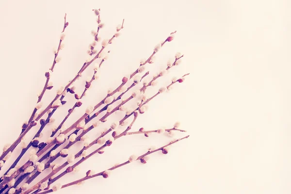 Blossoming willow — Stock Photo, Image