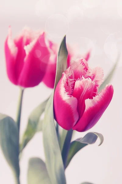 Pink tulips terry — Stock Photo, Image
