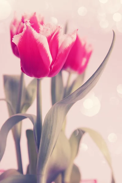 Pink tulips — Stock Photo, Image