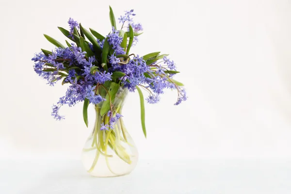 Scilla v váza — Stock fotografie