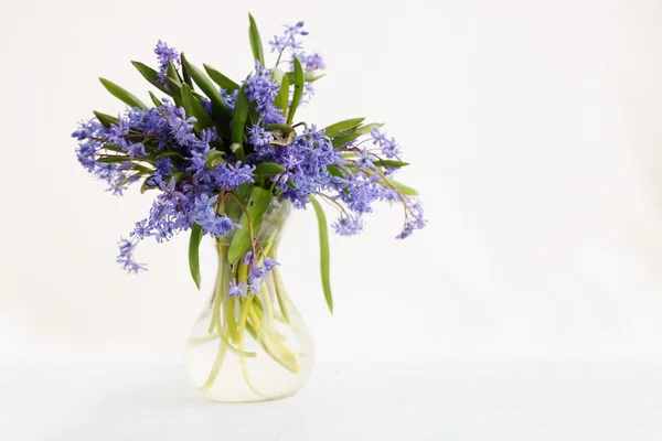 Scilla em vaso — Fotografia de Stock