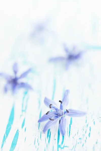 Blume scilla auf dem Brett — Stockfoto