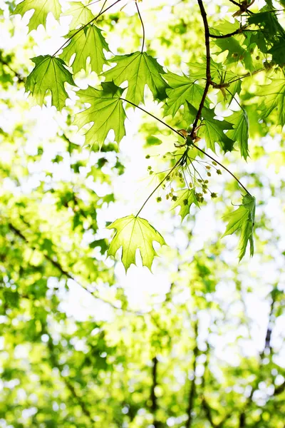 Frühjahrslaub — Stockfoto