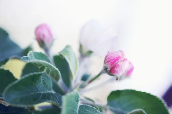 Bourgeon pomme fleur — Photo