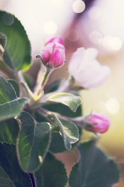 Roze appel bloesem — Stockfoto