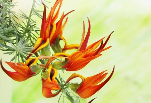 Exotické ohnivě oranžová květina — Stock fotografie