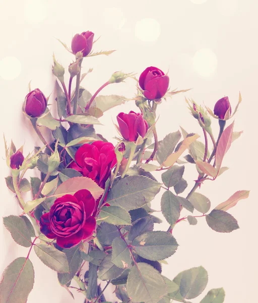 Small vintage roses — Stock Photo, Image