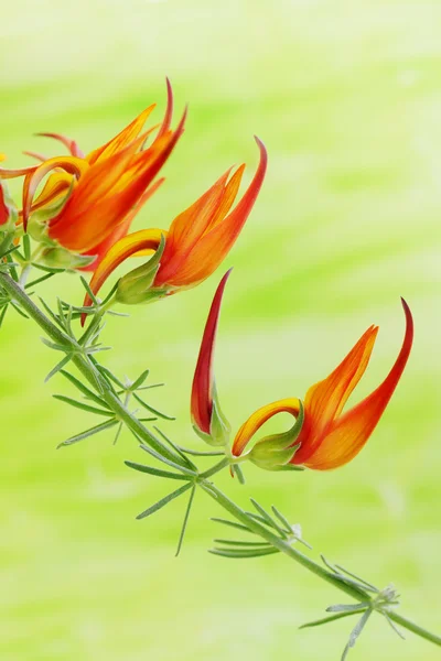 Exotische orangefarbene Blume — Stockfoto