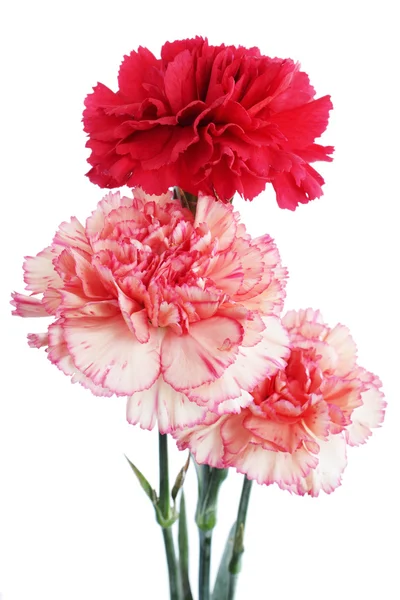 Bouquet of carnations — Stock Photo, Image