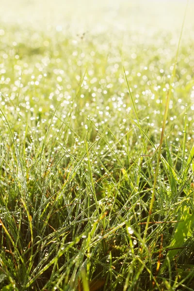 Gras met dauw — Stockfoto