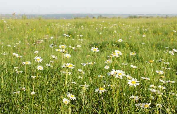 Little daisies — Stock Photo, Image