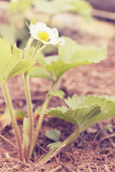 Erdbeeren auf dem Beet — Stockfoto