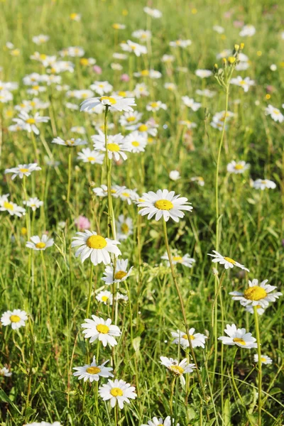 Gänseblümchen auf dem Feld — Stockfoto