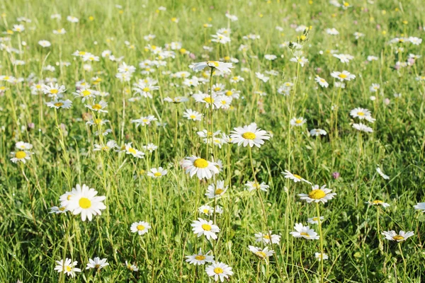 Many beautiful little daisies — Stock Photo, Image