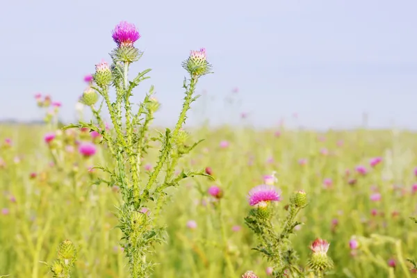 Milchdistel — Stockfoto