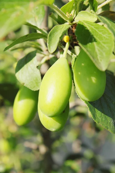 Unripe green plums — Stock Photo, Image