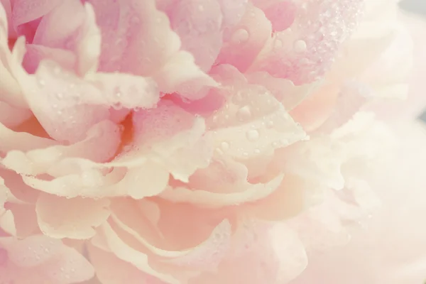 Peonía rosa, primer plano —  Fotos de Stock