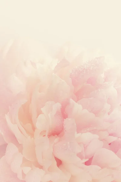 Peony, close-up — Stockfoto